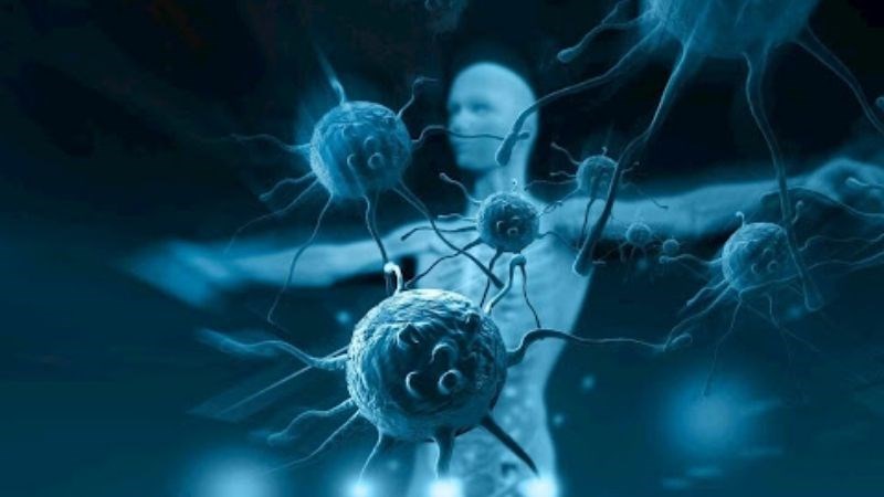 Eugenol và axit linoleic trong hương nhu cho thấy khả năng chống viêm