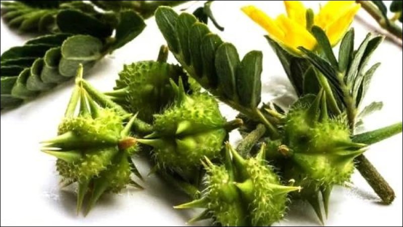 Bạch tật lê giúp cải thiện hoạt động đường ruột 