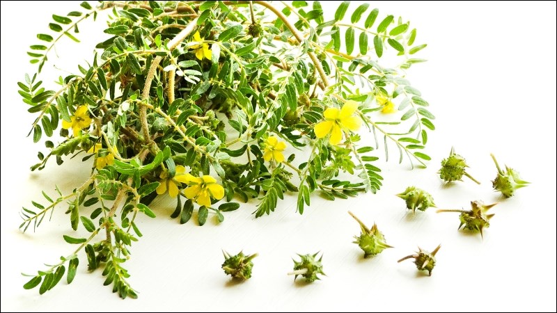 Người ta thường sử dụng quả của bạch tật lê (quả có cả gai) trong các vị thuốc