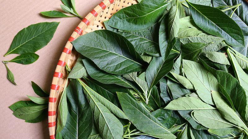 Cây mật gấu là loại thảo dược thường dùng trong Đông Y Cây mật gấu là loại thảo dược thường dùng trong Đông Y