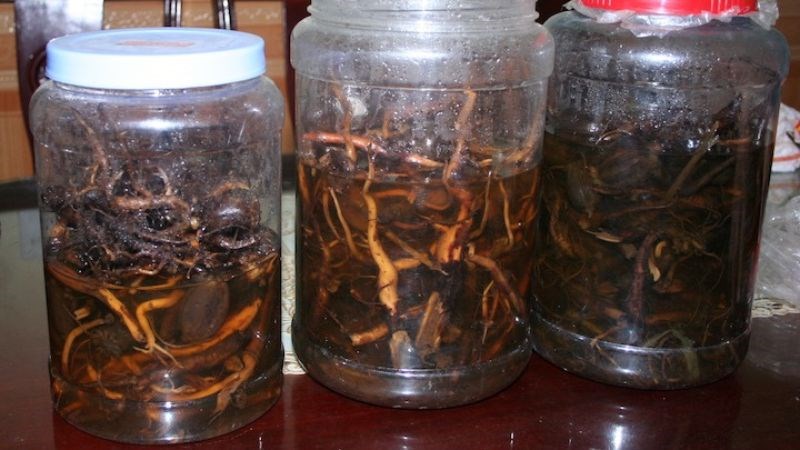 Rượu cây mật gấu có tác dụng tốt trong điều trị bệnh xương khớp Rượu cây mật gấu có tác dụng tốt trong điều trị bệnh xương khớp