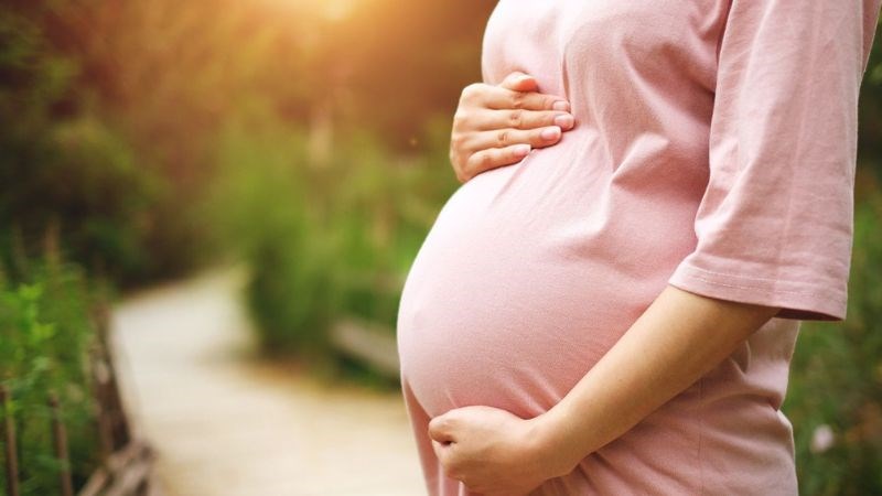 Phụ nữ có thai không nên dùng cây mật gấu để đảm bảo an toàn Phụ nữ có thai không nên dùng cây mật gấu để đảm bảo an toàn