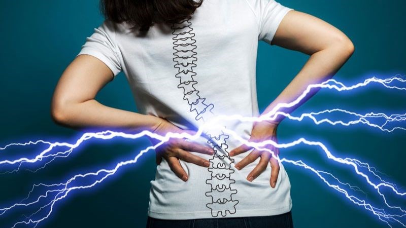 Cây vòi vòi có tác dụng hỗ trợ điều trị đau lưng
