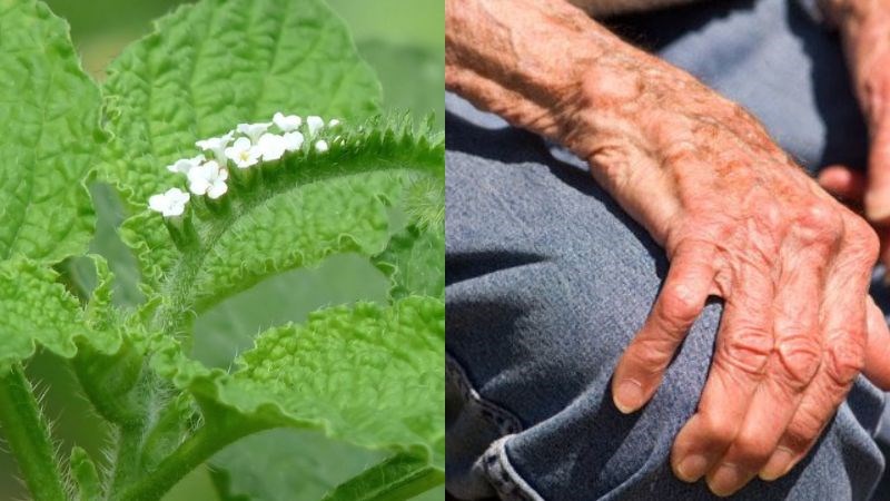 Cây vòi voi có mặt trong bài thuốc chữa sưng đau khớp