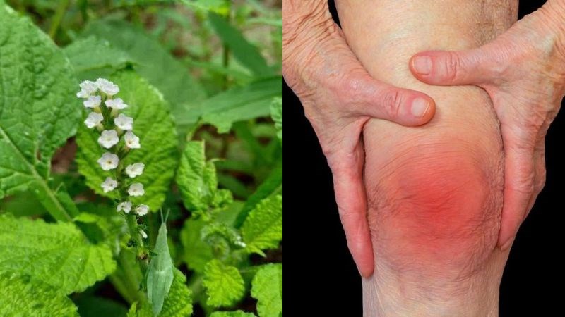 Cây vòi voi có thể dùng để chữa đau khớp gối