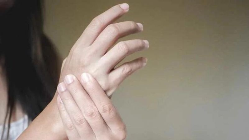 Cây vòi voi được dùng trong nhiều bài thuốc giảm đau xương khớp