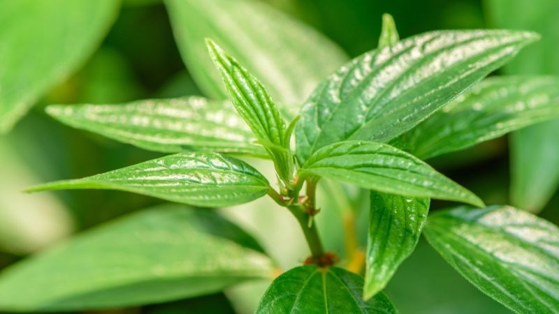 Nhai lá cây thuốc dòi để chữa viêm phế quản, đau nhức răng và viêm họng