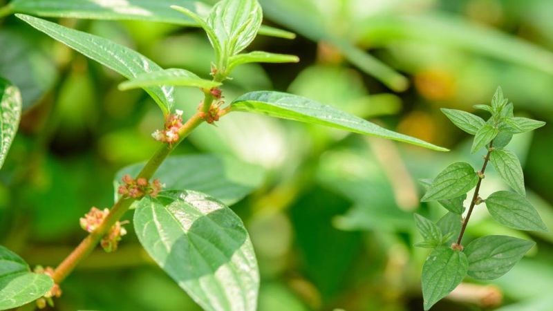 Bạn có thể sắc cây thuốc dòi để lấy nước uống chữa ho lâu ngày, ho lao