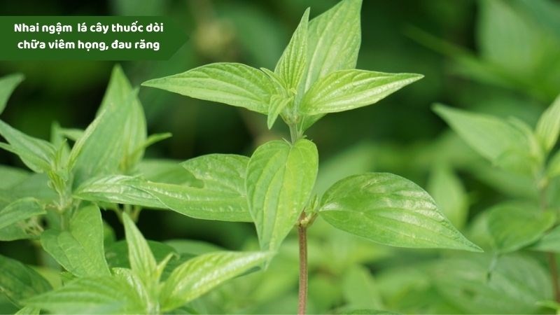 Nhai ngậm lá cây thuốc dòi để chữa viêm họng, đau răng