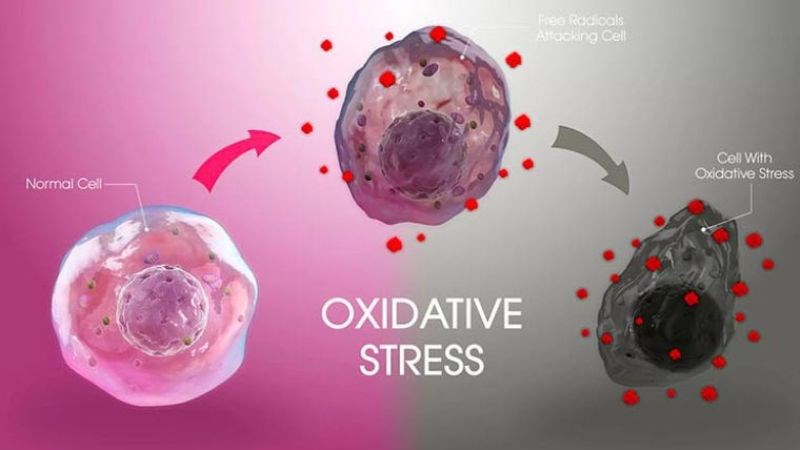 Stress oxy hóa là một tác nhân gây hại của rượu, bia đối với gan