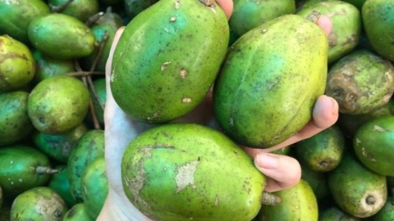 Nên chọn mua những quả cóc to và có độ cứng vừa phải