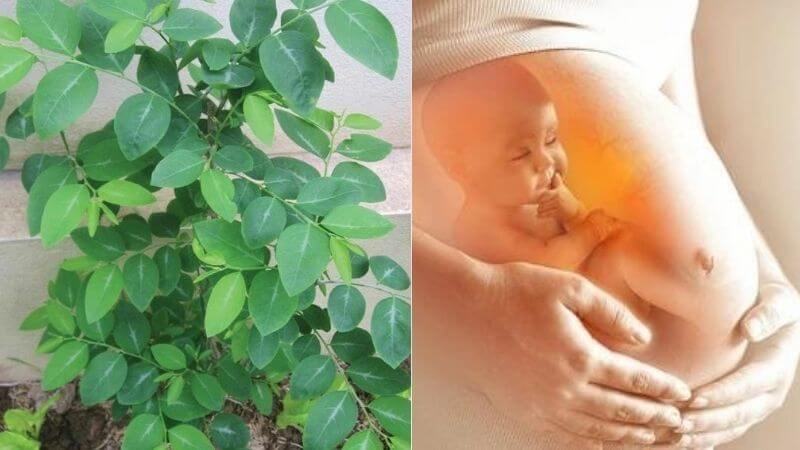Rau sắng có tác dụng chữa sót nhau thai ở phụ nữ sau sinh