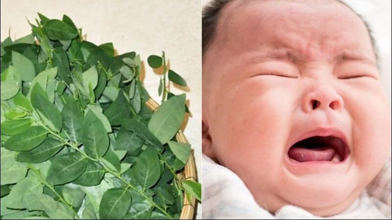 Rau sắng có tác dụng chữa tưa lưỡi ở trẻ em