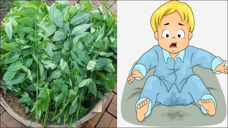 Rau sắng có tác dụng chữa đái dầm ở trẻ em