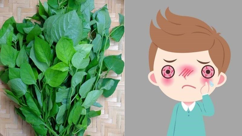 Rau sắng có tác dụng chữa đau mắt đỏ, làm dịu cơn nhức nhối ở mắt