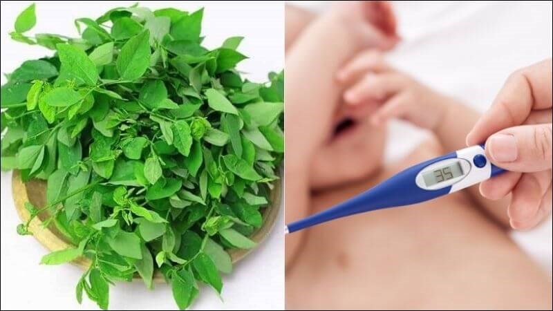 Rau sắng giúp hạ thân nhiệt khi trẻ bị sốt