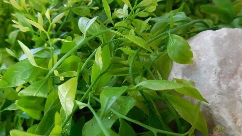 Một số lưu ý bạn cần biết khi sử dụng rau sắng
