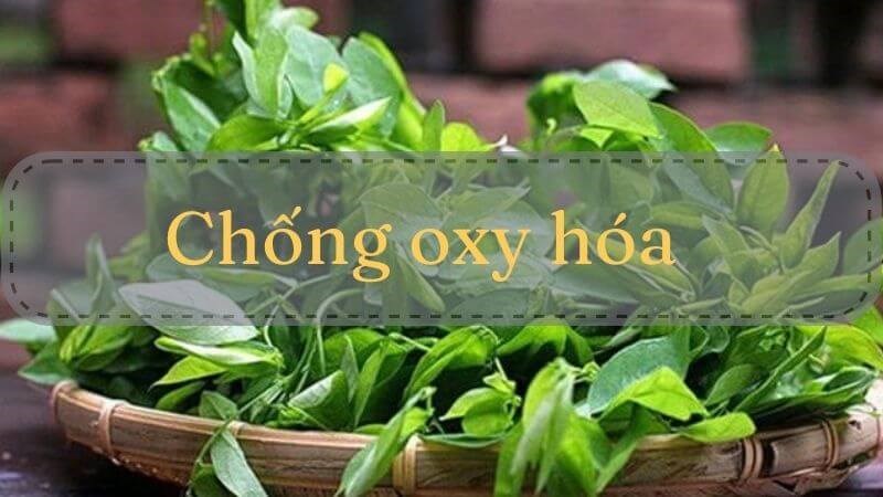 Rau sắng có tác dụng chống oxy hóa