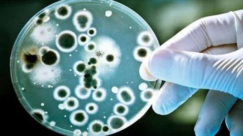 Rau sắng có khả năng ngăn ngừa sự phát triển của vi khuẩn