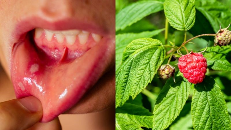 Uống nước thuốc sắc cành lá cây mâm xôi cùng kim anh và ba kích có thể trị viêm loét miệng