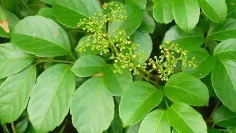 Chè dây là loại thực vật thuộc họ Nho (Vitaceae) được biết đến với tên khoa học là Ampelopsis cantoniensis