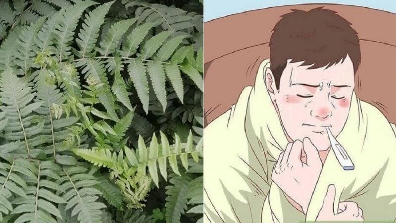 Dùng thân rễ rau dớn sắc thuốc uống để chữa sốt rét