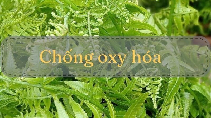 Rau dớn có khả năng chống oxy hóa hiệu quả