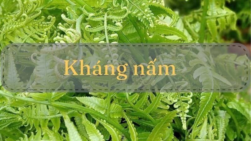 Chiết xuất methanol thu được từ lá và thân rau dớn có phổ kháng nấm rộng