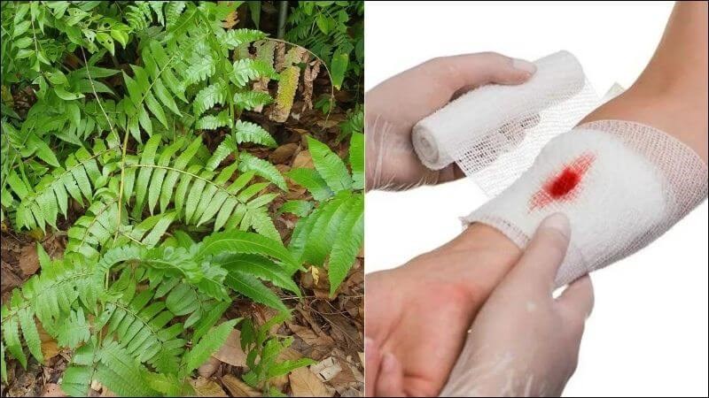 Rau dớn có tác dụng cầm máu và làm lành vết thương