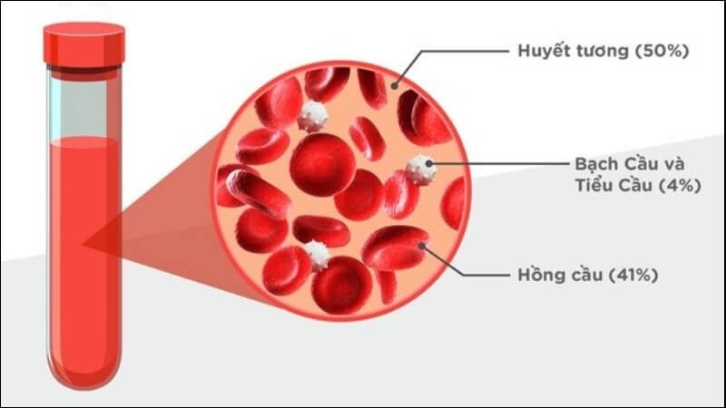 Máu bao gồm huyết tương và các thành phần hữu hình của máu