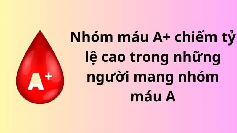 Nhóm máu A+ là nhóm máu chiếm đa số người nhóm máu A