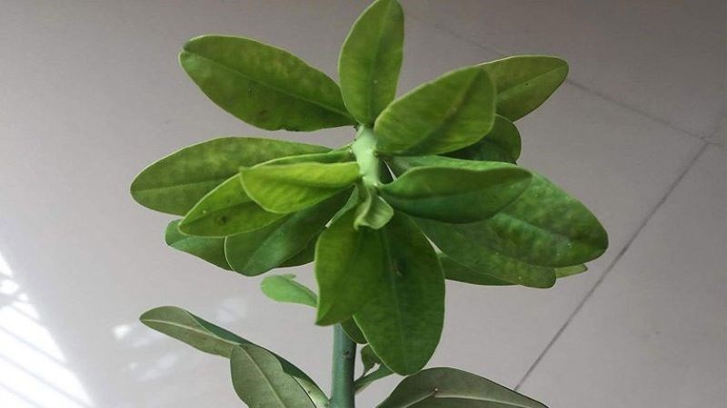 Thạch anh là cây mọng nước phát triển được ở những nơi có điều kiện khắc nghiệt