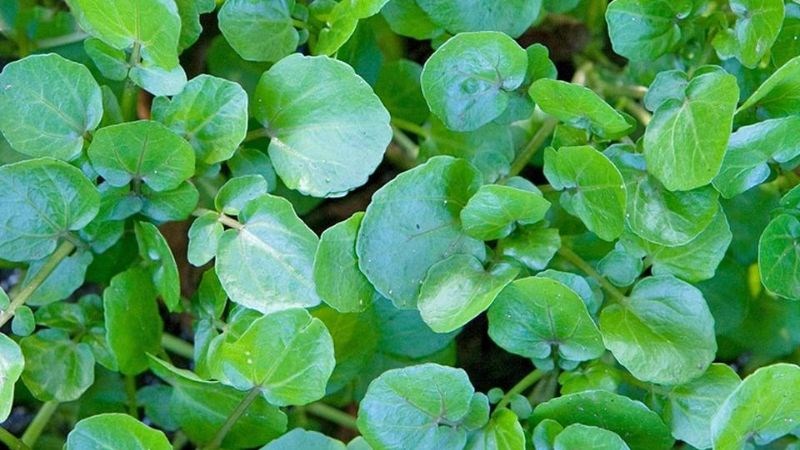 Cải xoong cũng chứa phenethyl isothiocyanate (PEITC) có đặc tính chống ung thư