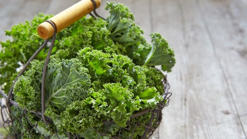 Rau cải xoăn chứa glucosinolates chuyển thành isothiocyanates và ức chế sự phát triển của tế bào ung thư