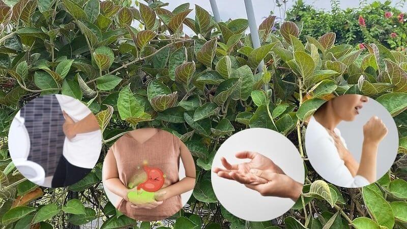 Lá mơ có tác dụng thanh nhiệt, giải độc, khu phong, lợi thấp, kích thích tiêu hóa, kháng viêm, giảm đau...