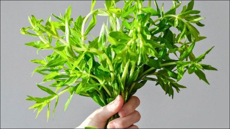 Rau ngổ được dùng để chữa sỏi thận, sỏi túi mật