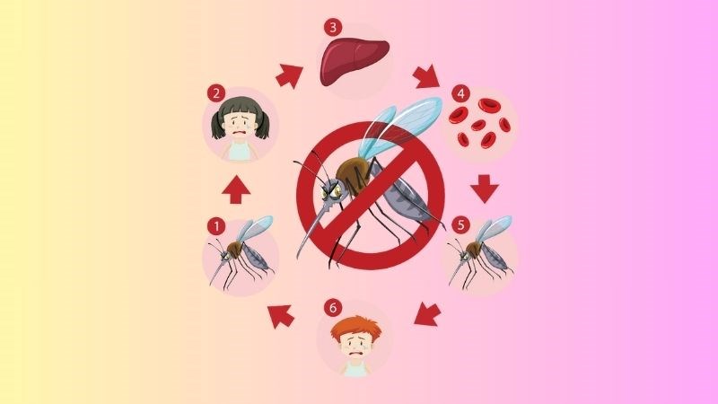 Quá trình lây nhiễm sốt rét