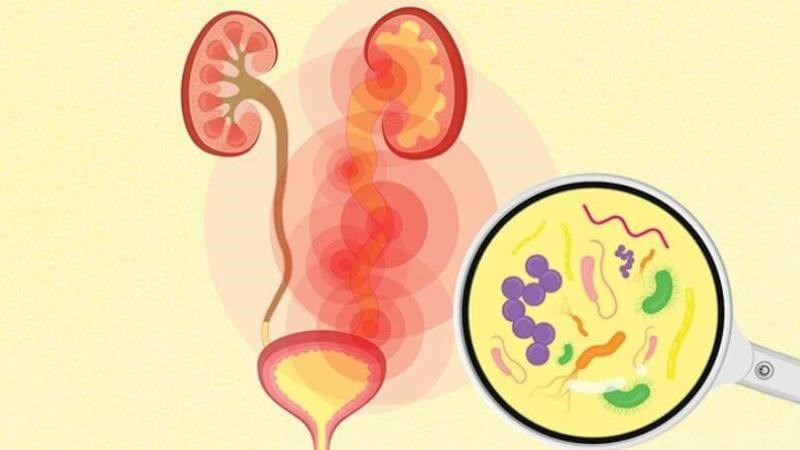 Măng tây được sử dụng giúp điều trị nhiễm trùng và các vấn đề tiết niệu