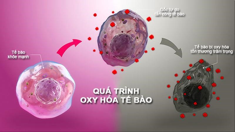 Măng tây là nguồn cung cấp các hợp chất polyphenol với khả năng chống oxy hóa mạnh mẽ