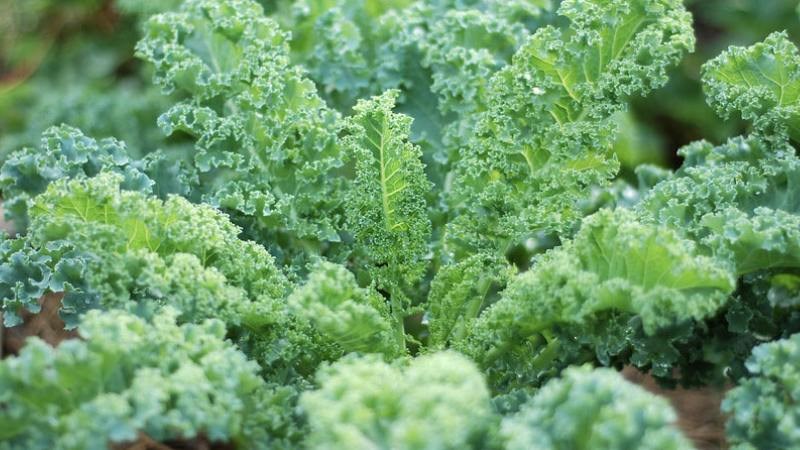 Cải kale được trồng chủ yếu để thu hoạch vào mùa thu và đông