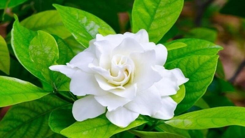 Tinh dầu hoa nhài được làm từ hoa nhài trắng (Jasminum officinale)