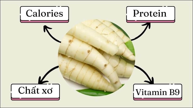 Củ dong rất giàu chất dinh dưỡng, đặc biệt là protein Củ dong rất giàu chất dinh dưỡng, đặc biệt là protein