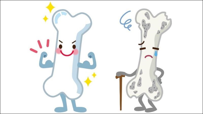 Giá đỗ giúp tăng cường cấu trúc xương và độ dày của xương nhờ estrogen