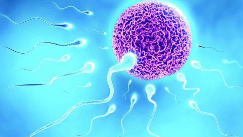 Giá đỗ có thể giúp tăng testosterone ở nam giới và cải thiện khả năng thụ thai cho các cặp vợ chồng