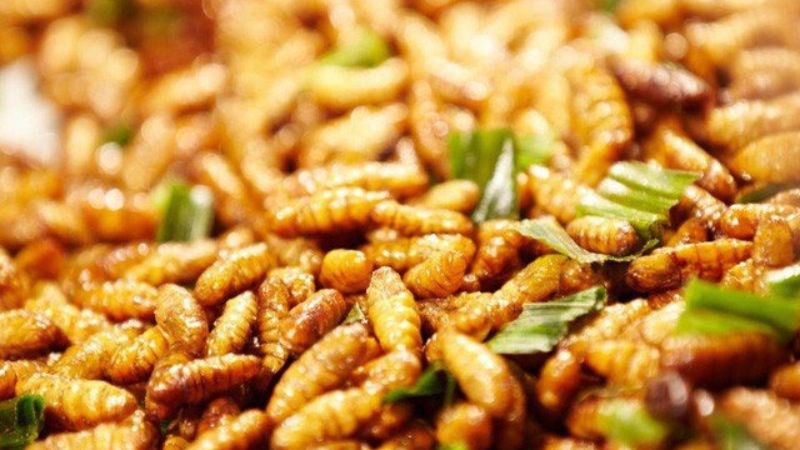Ăn nhộng tằm có thể đem lại lợi ích cho người bệnh gan nhiễm mỡ