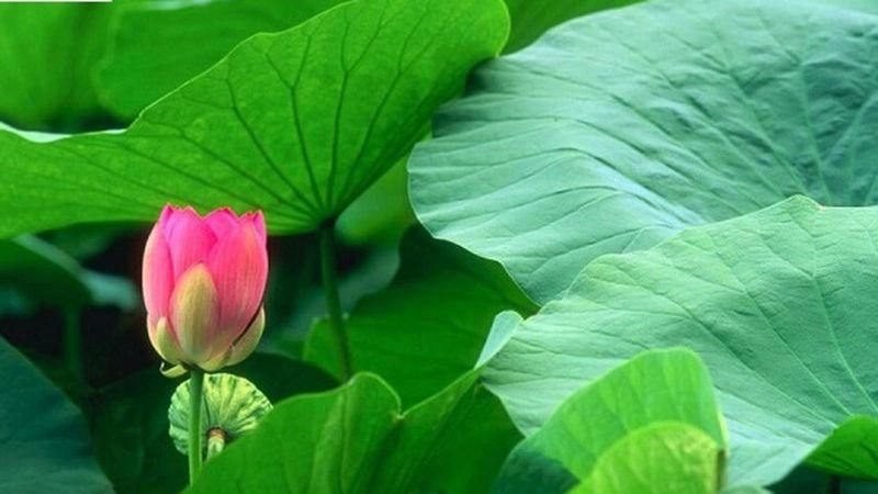 Lá sen là loại thảo dược tốt cho gan nhiễm mỡ