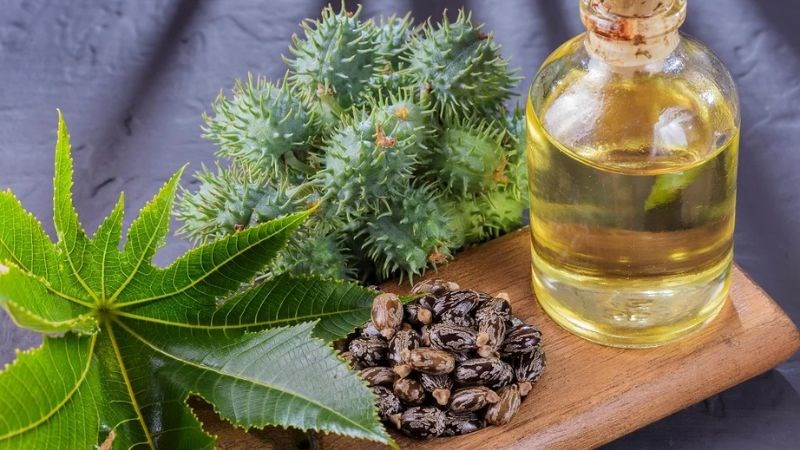 Dầu thầu dầu chiết xuất từ hạt quả thầu dầu bằng phương pháp ép lạnh