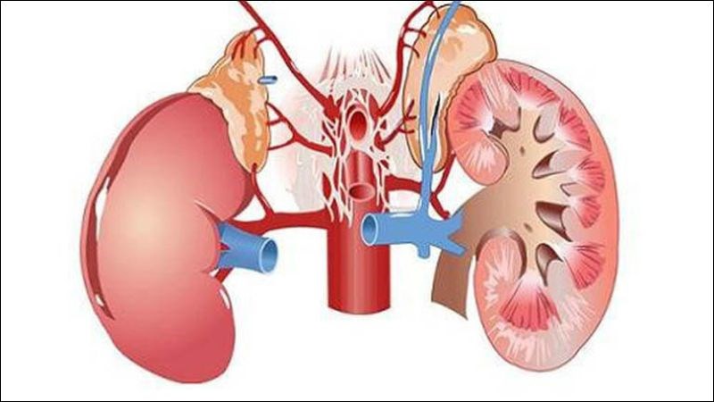 Bài thuốc từ thảo quyết minh giúp chữa chứng can thận âm hư