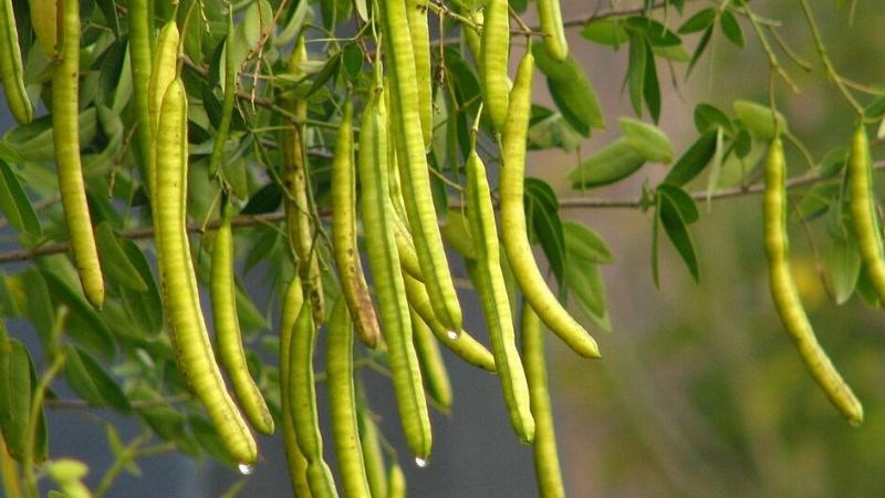Tháng 9 - 11 là thời điểm thích hợp để thu hái thảo quyết minh