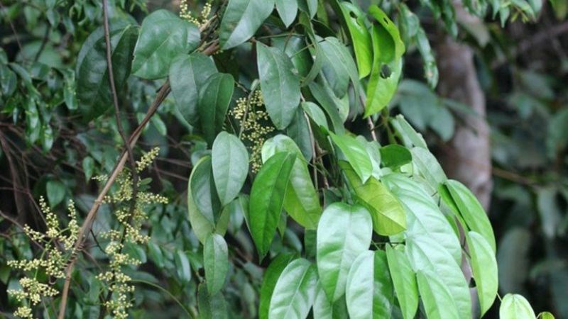 Hoàng đằng là loại cây dây leo to 